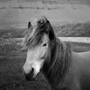 horse pic for chinese new year 2026